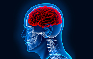 brain-and-neurology-small