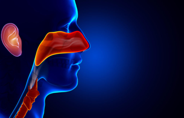 ear-nose-throat-small