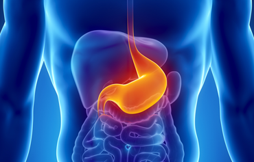 stomach-small